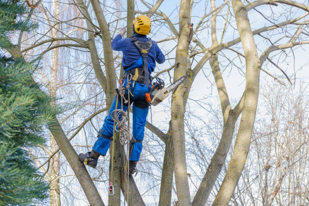 Best Residential Tree Removal  in Berkley, CO